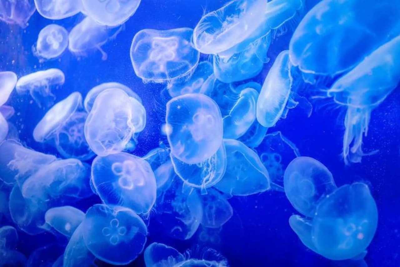 Yokohama Hakkeijima Sea Paradise Ticket - image 2